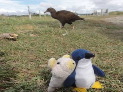 Ptit cochon s'est fait un pote, Pinguin (à dire avec l'accent anglais)