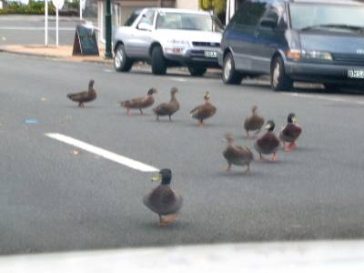 Canards à Warkworth