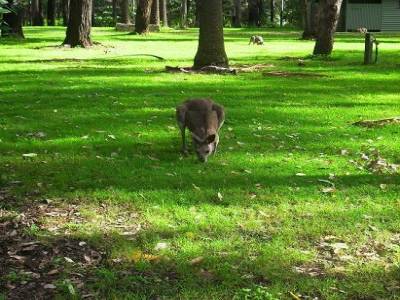 un copain qui mange