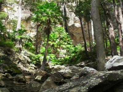 la foret nimbee d'une lumiere anxyogene qui perluit sur la roche en sedimentation