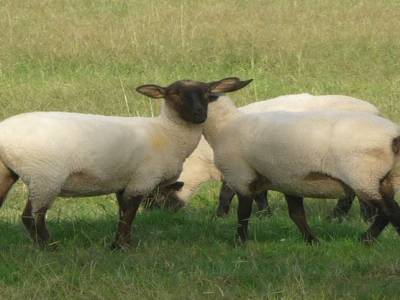 Moutons Néozélandais