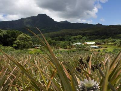 Champs d'ananas
