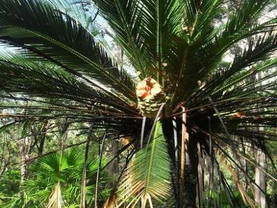 devinette : c koi ce fruit ? c koi cet arbre ? celui ou celle qui trouve gagne un verre d'eau !