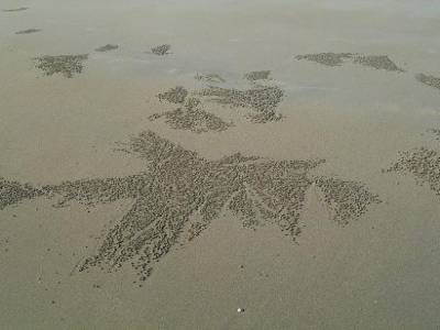 les oeuvres d'art des crabes de plage