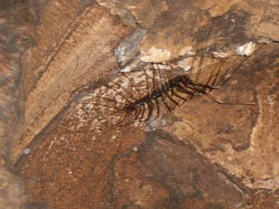 bebette rencontree dans une grotte