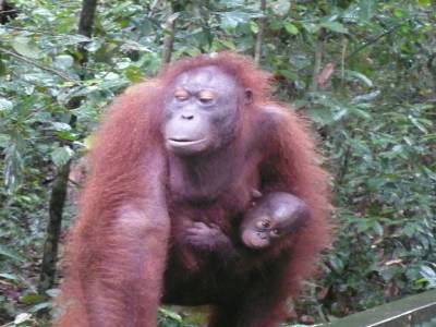Orang Outang, mère et fille