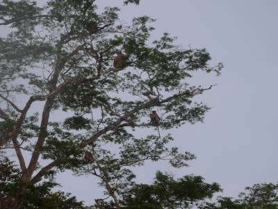 Un arbre à singe