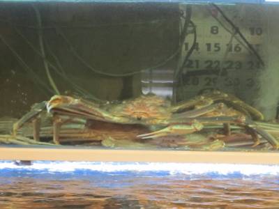 Noryangjin - Fish Market