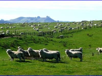 Quelques moutons parmi les 48 millions que compte la NZ