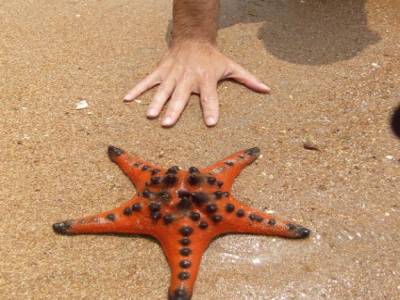 Notre trouvaille l'énorme étoile de mer