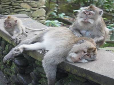 Monkey Forest à Ubud