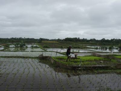 Sur la route de Ubud à Lovina