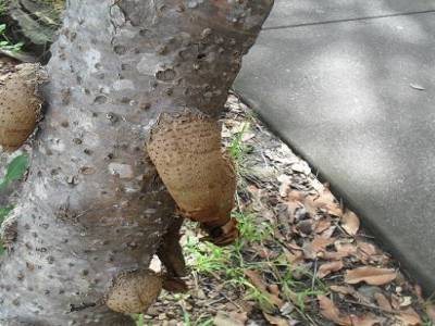 Devinette : Quel est le nom de cet arbre ? et non ce n'est pas un arbre a b....es !