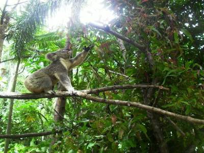 Oh Jupiter, aide moi a attraper cette branche d'eucalyptus !