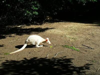 un kangourou albinos.... ca fout les boules...