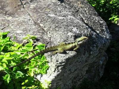 oh le gros lezard