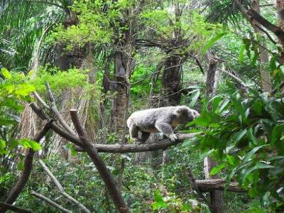 un koala