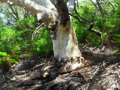 Un arbre qui a perdu son ecorce !