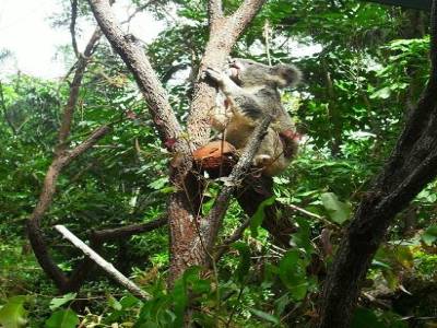 un autre koala