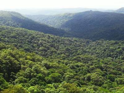 la foret de brocolis la plus grande du monde