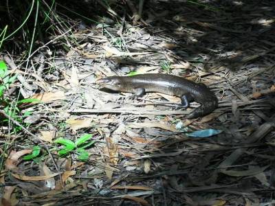 un lezard humide de la foret humide