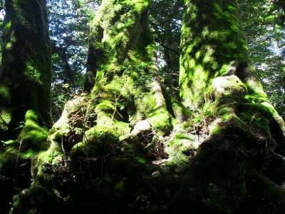 des arbres millenaires