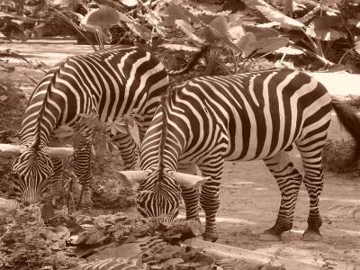 Au Zoo !