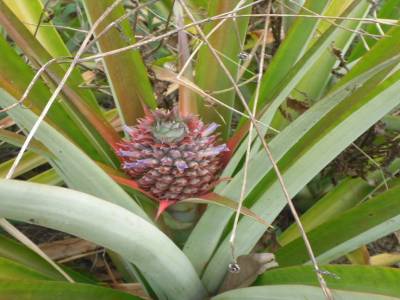 petit ananas deviendra grand...