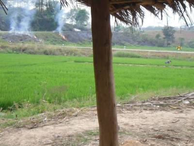 champ de riz en Thailande