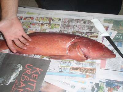Big fish