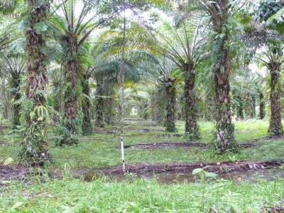 Plantation de palme