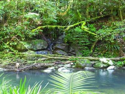 les forets exuberantes du nightcap national parc