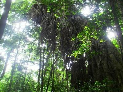 Alors ca c hallucinant : d'abord un arbre qui pousse jusque 10 metres de haut et ensuite un autre arbre qui pousse a partir de 10 metres jusqu'a 35 !