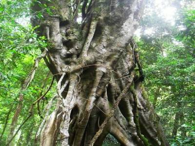 Arbre en X