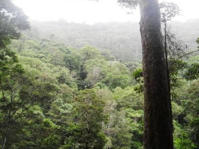 Les forets humides, sont vraiment tres humides