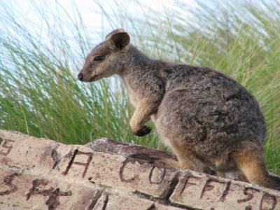 Rock wallaby