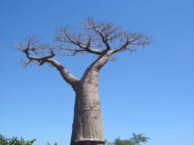 Arbre de Baobab