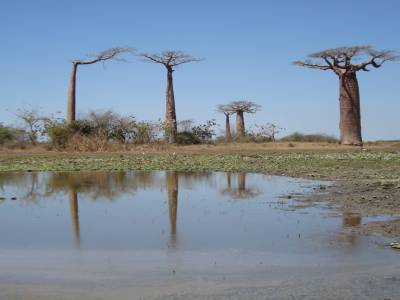 Arbre de Baobab