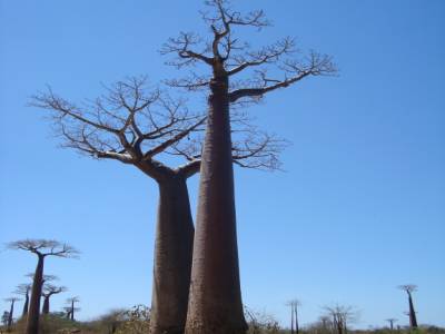 Arbre de Baobab