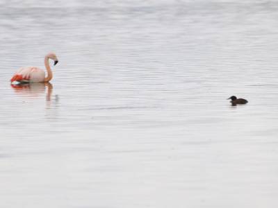 Flamingo