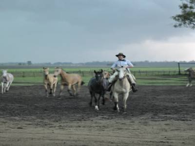 Gauchos
