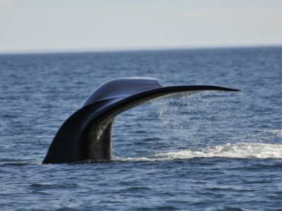 Baleine franche