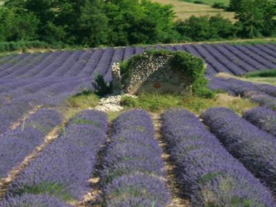 Champ de Lavandes