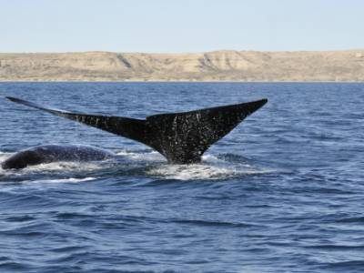 Baleine franche e tson baleineau