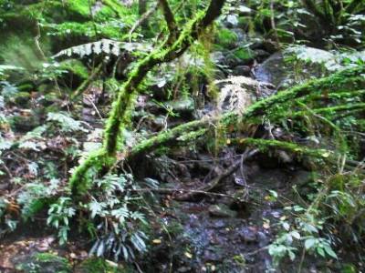 les lianes s'emmellent et se demmellent au gre de la vegetation luxuriante et desopillante