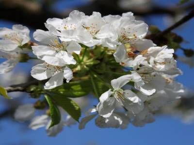 printemps à Colombier