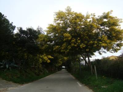 Bormes les Mimosa