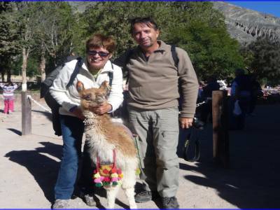 Bébé lama de l'altiplano