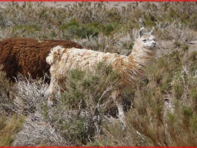 Lamas de l'altiplano