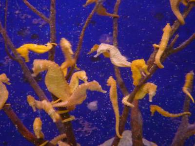 Hippocampes dans une ferme de tortue